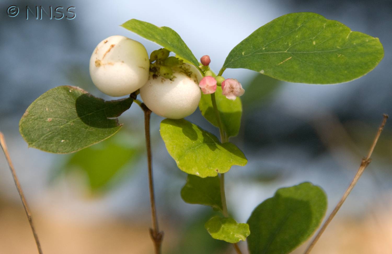 Snowberry